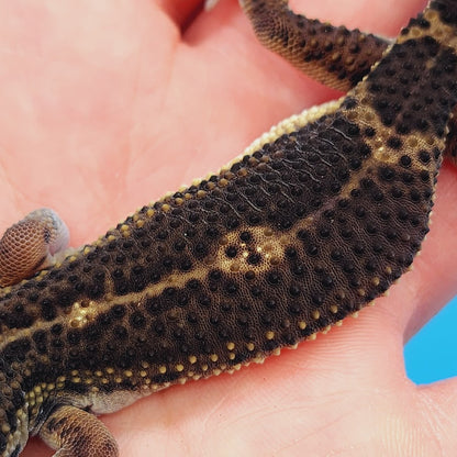 Male Black Night Leopard Gecko (High Quality)