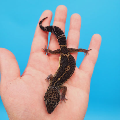 Male Black Night Leopard Gecko (High Quality)