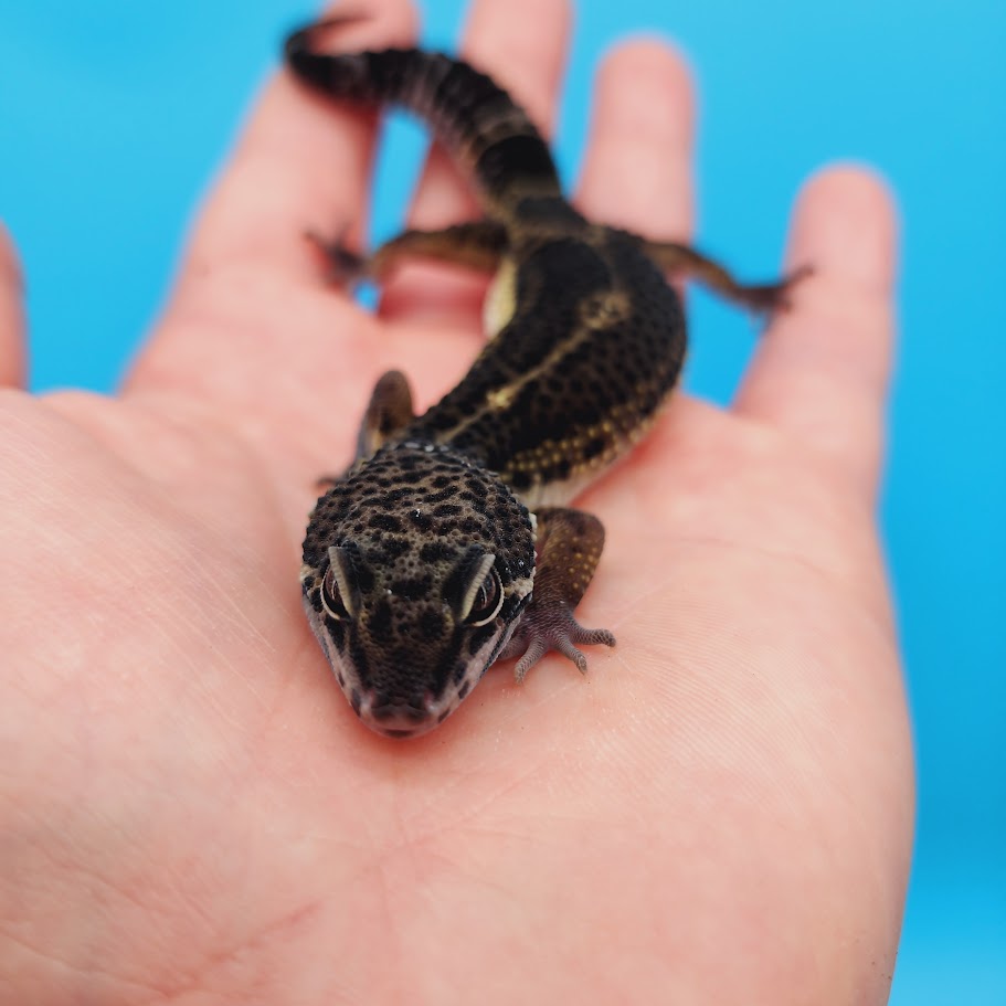 Male Black Night Leopard Gecko (High Quality)