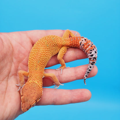 Male Mandarin Inferno Emerine Leopard Gecko