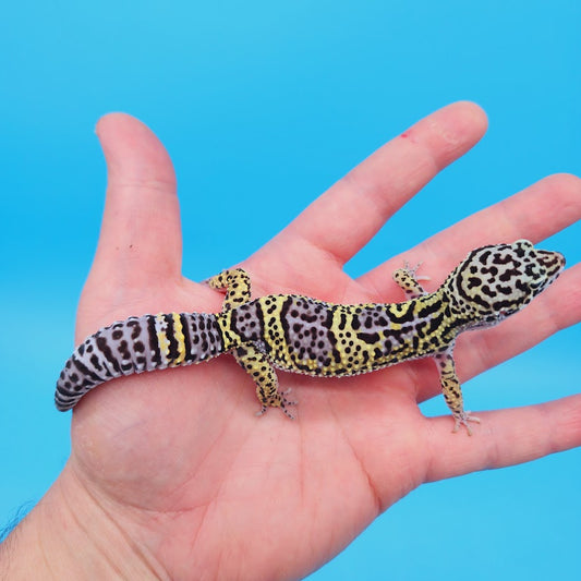 Female Black Night (50%) Afghanicus (25%) Turcmenicus (25%) Leopard Gecko (RARE project!)