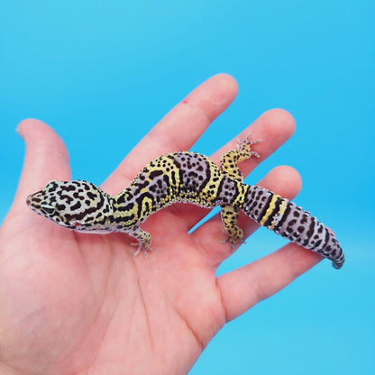 Female Black Night (50%) Afghanicus (25%) Turcmenicus (25%) Leopard Gecko (RARE project!)