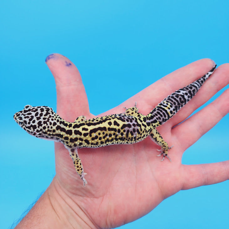 Female Black Night (50%) Afghanicus (25%) Turcmenicus (25%) Leopard Gecko (RARE project!)