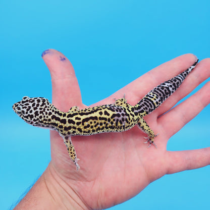 Female Black Night (50%) Afghanicus (25%) Turcmenicus (25%) Leopard Gecko (RARE project!)