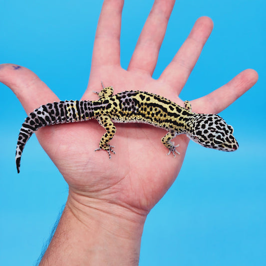 Female Black Night (50%) Afghanicus (25%) Turcmenicus (25%) Leopard Gecko (RARE project!)