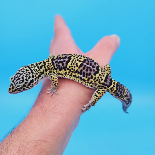 Female Black Night (50%) Afghanicus (25%) Turcmenicus (25%) Leopard Gecko (RARE project!)