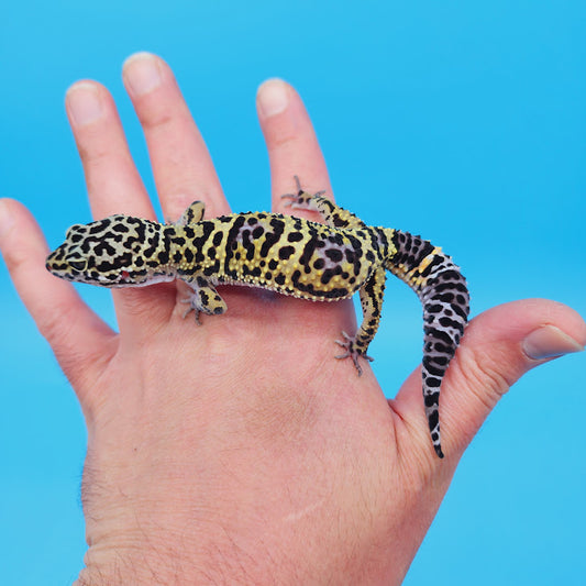 Female Black Night (50%) Afghanicus (25%) Turcmenicus (25%) Leopard Gecko (RARE project!)
