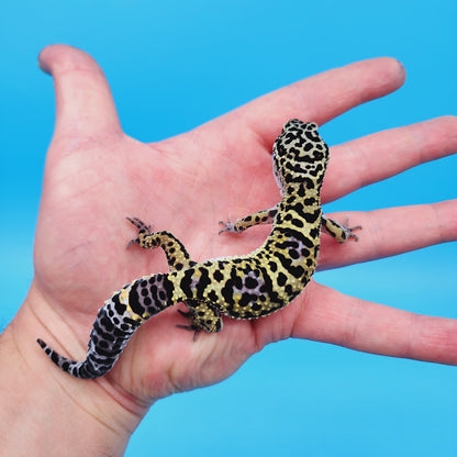 Female Black Night (50%) Afghanicus (25%) Turcmenicus (25%) Leopard Gecko (RARE project!)