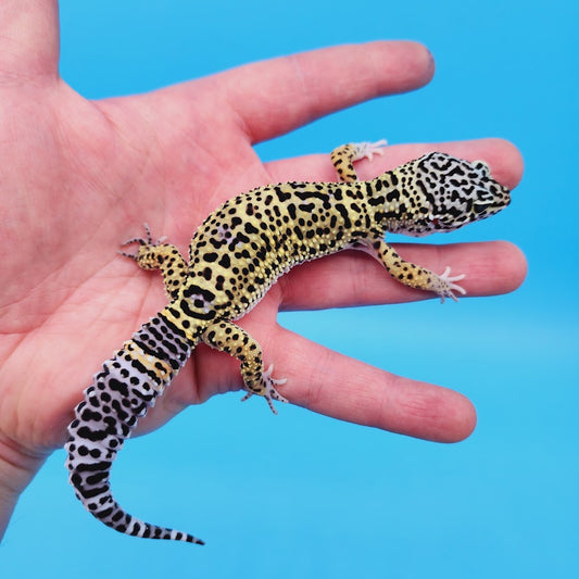 Female Black Night (50%) Afghanicus (25%) Turcmenicus (25%) Leopard Gecko (RARE project!)