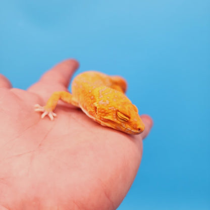 Male Mandarin Inferno Tremper White Spot Jungle Leopard Gecko