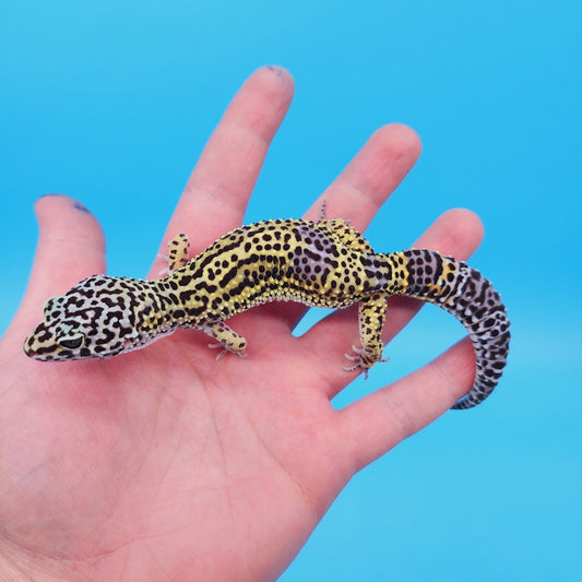 Female Black Night (50%) Afghanicus (25%) Turcmenicus (25%) Leopard Gecko (RARE project!)