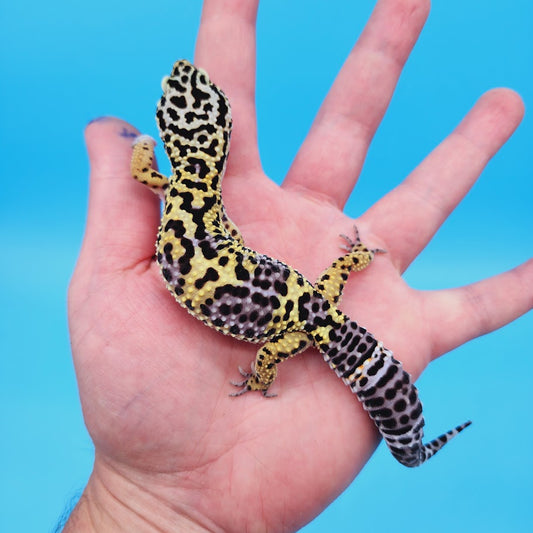 Female Black Night (50%) Afghanicus (25%) Turcmenicus (25%) Leopard Gecko (RARE project!)