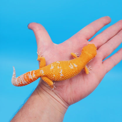 Female Mandarin Inferno Tremper White Spot Leopard Gecko