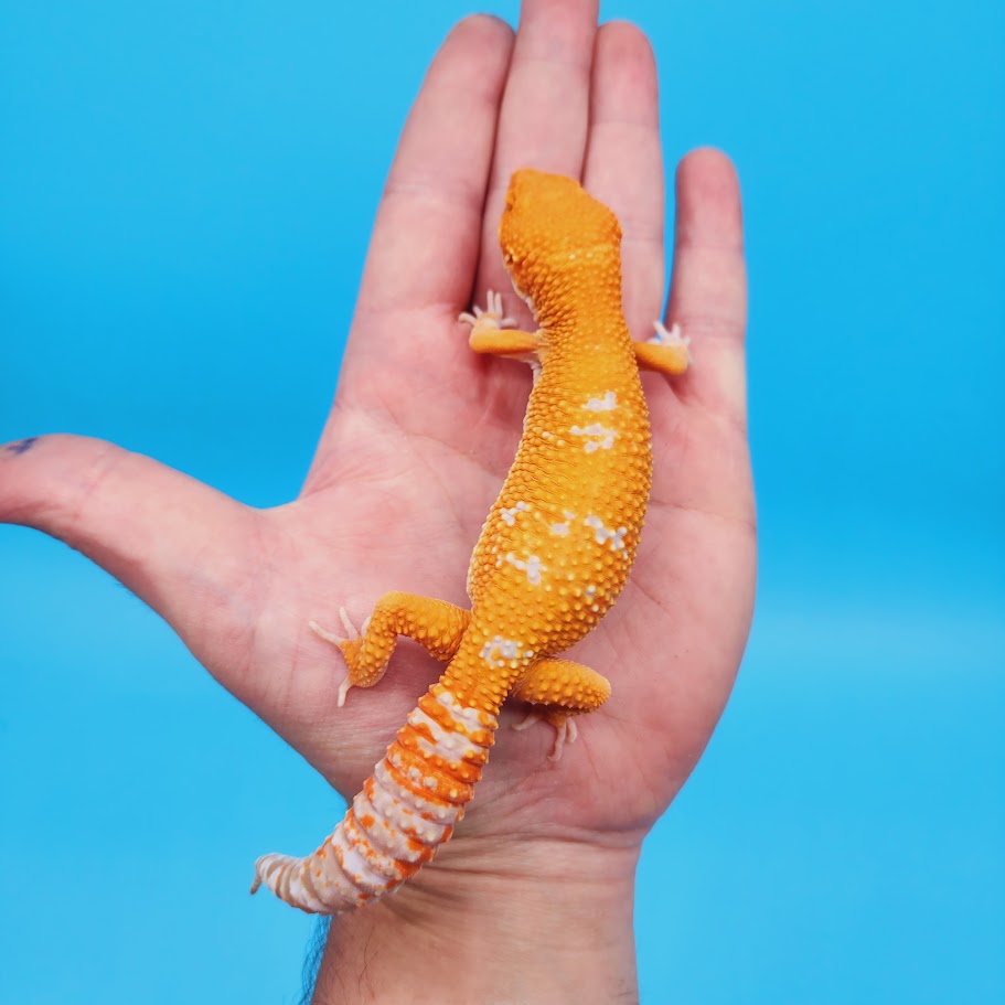 Female Mandarin Inferno Tremper White Spot Leopard Gecko