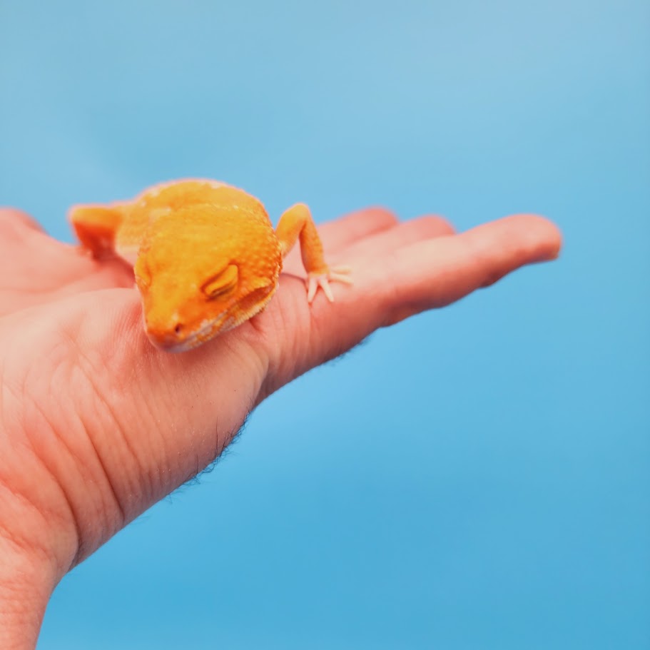 Female Mandarin Inferno Tremper White Spot Leopard Gecko