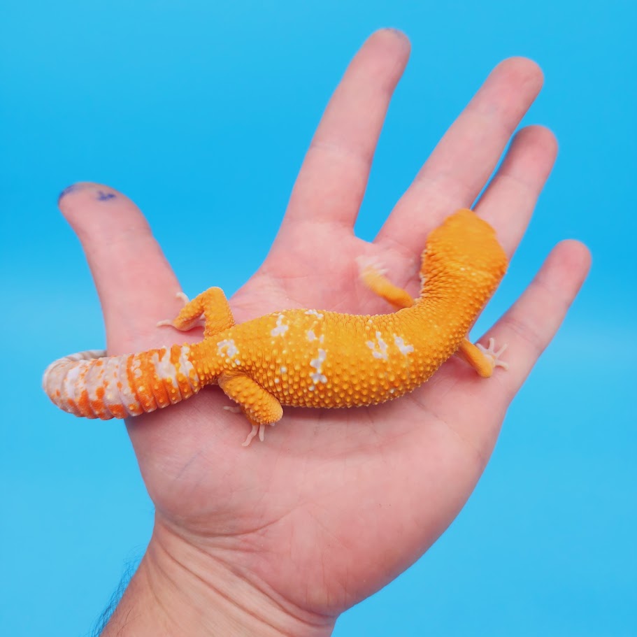Female Mandarin Inferno Tremper White Spot Leopard Gecko