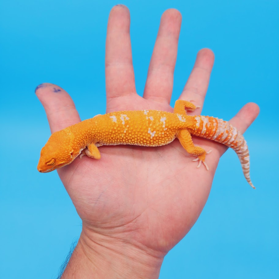 Female Mandarin Inferno Tremper White Spot Leopard Gecko
