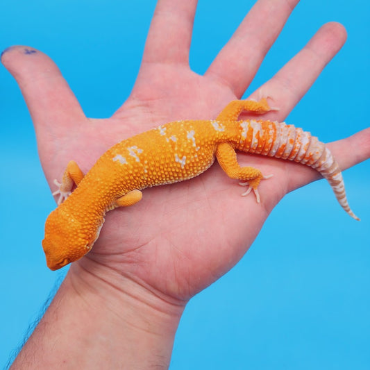 Female Mandarin Inferno Tremper White Spot Leopard Gecko