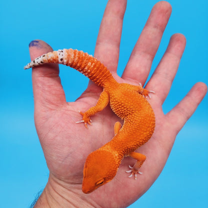 Female Red Dragon Mandarin Super Hypo Baldy Extreme Carrot Tail Leopard Gecko