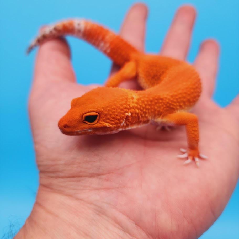 Female Red Dragon Mandarin Super Hypo Baldy Extreme Carrot Tail Leopard Gecko