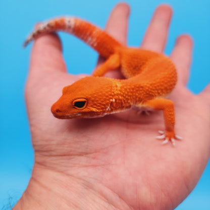 Female Red Dragon Mandarin Super Hypo Baldy Extreme Carrot Tail Leopard Gecko