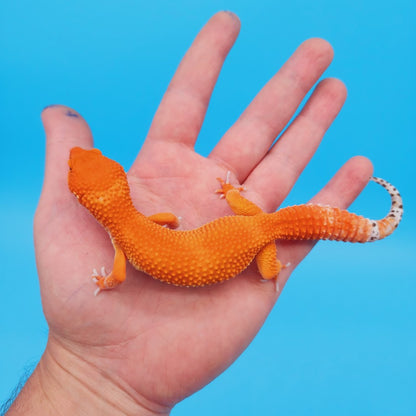 Female Red Dragon Mandarin Super Hypo Baldy Extreme Carrot Tail Leopard Gecko