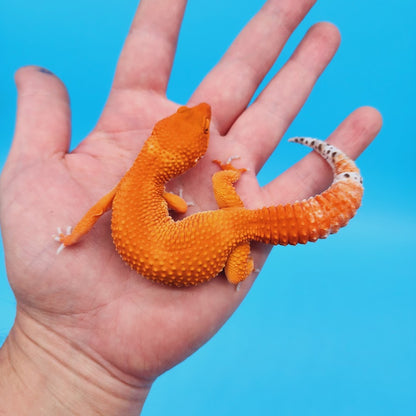 Female Red Dragon Mandarin Super Hypo Baldy Extreme Carrot Tail Leopard Gecko