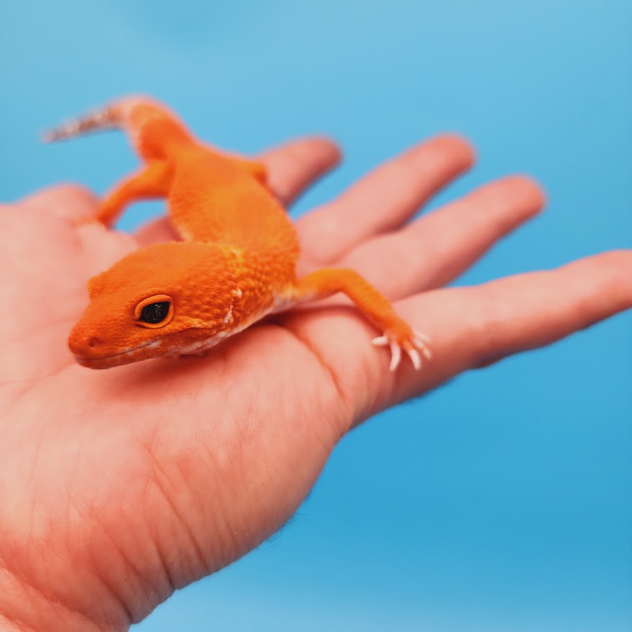 Female Red Dragon Mandarin Super Hypo Baldy Extreme Carrot Tail Leopard Gecko