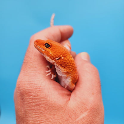Female Red Dragon Mandarin Super Hypo Baldy Extreme Carrot Tail Leopard Gecko