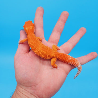 Female Red Dragon Mandarin Super Hypo Baldy Extreme Carrot Tail Leopard Gecko