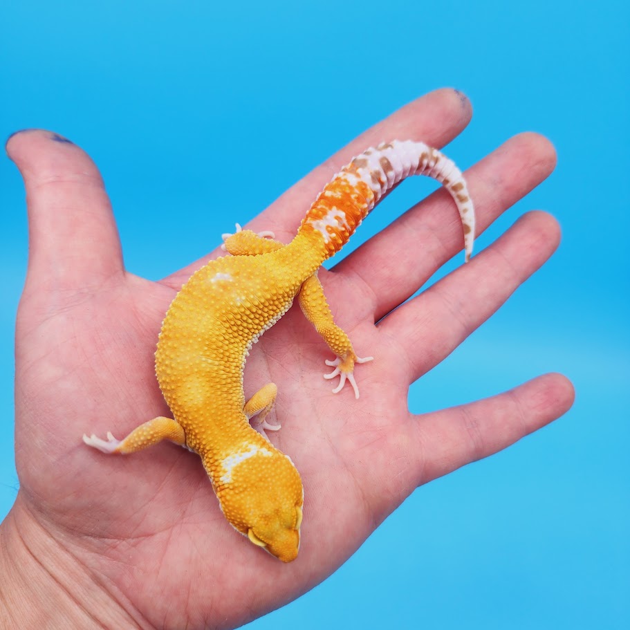 Female Mandarin Inferno Tremper Leopard Gecko