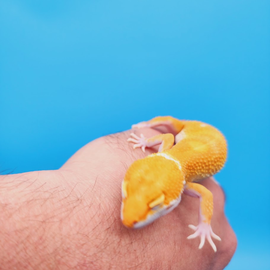 Female Mandarin Inferno Tremper Leopard Gecko