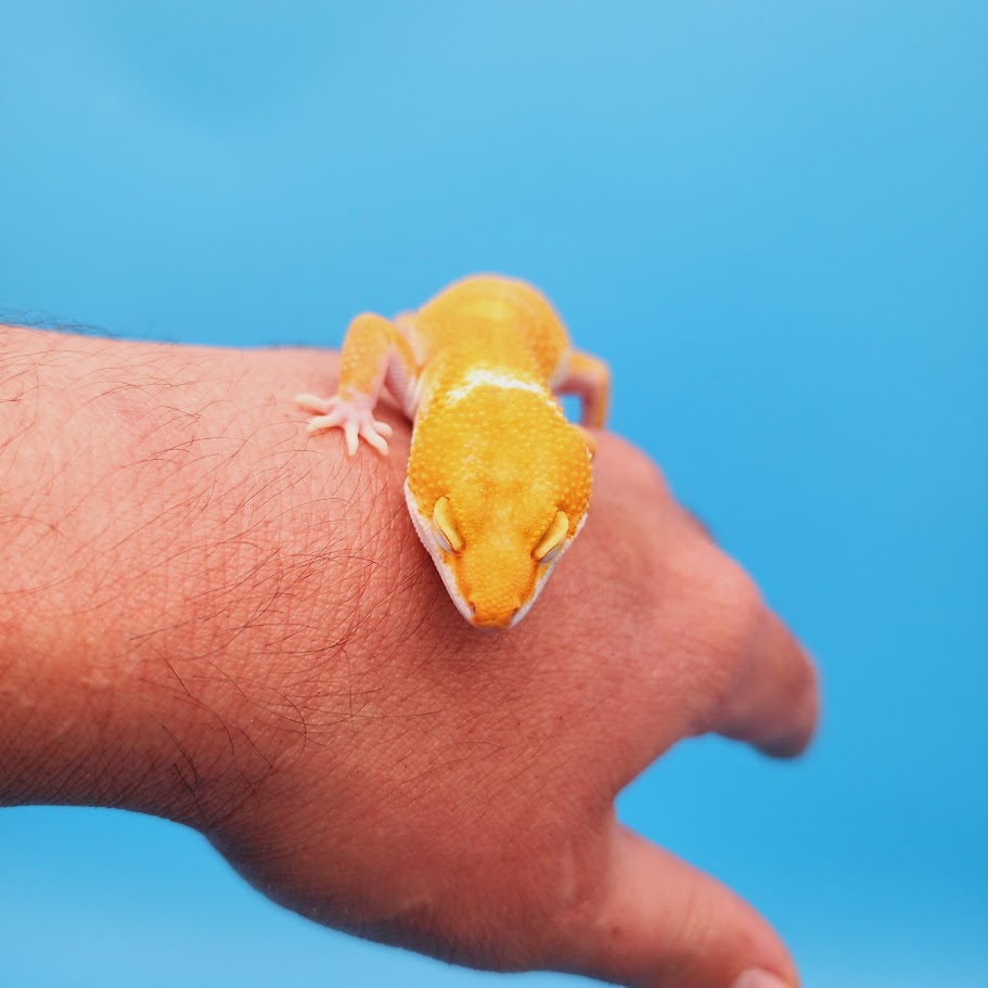 Female Mandarin Inferno Tremper Leopard Gecko