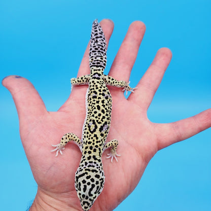 Male Afghanicus Snow Leopard Gecko (pet; slightly oddly bent front legs)