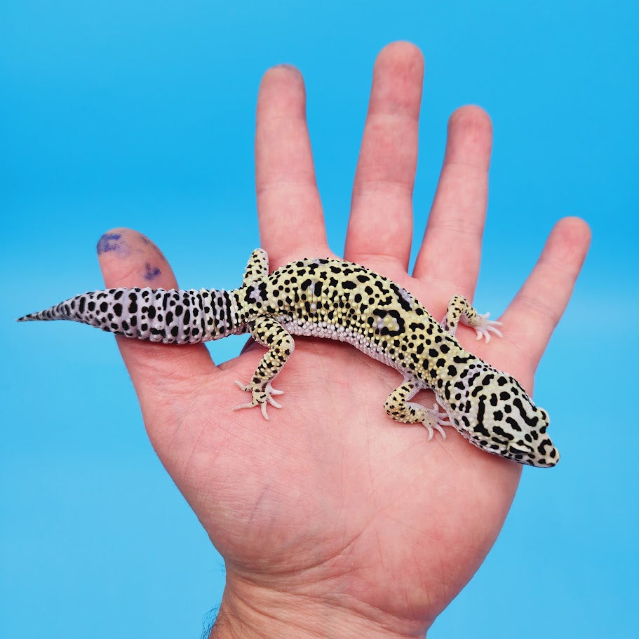 Male Afghanicus Snow Leopard Gecko (pet; slightly oddly bent front legs)
