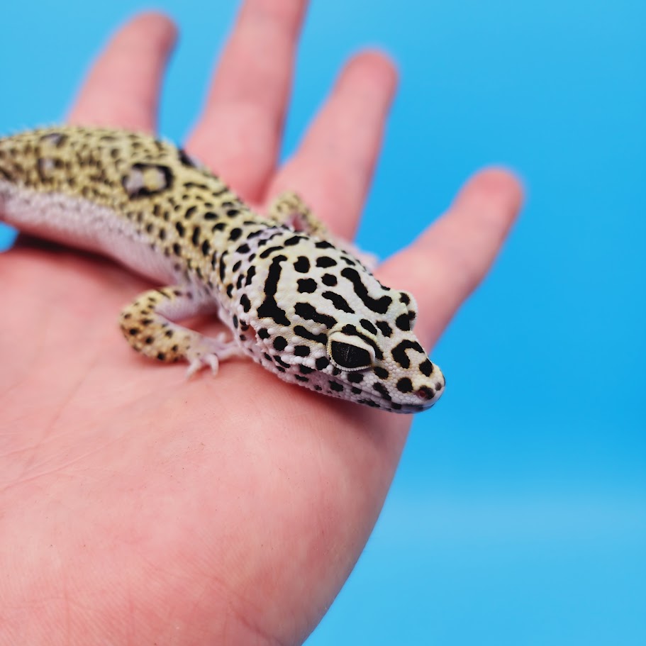 Male Afghanicus Snow Leopard Gecko (pet; slightly oddly bent front legs)