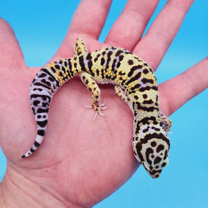 Female Bumblebee Hyper Xanthic Afghanicus Bold Bandit Leopard Gecko
