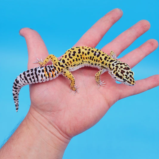 Female Rainbow Mandarin Inferno Afghanicus Turcmenicus Leopard Gecko
