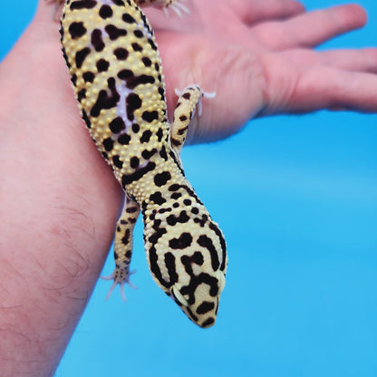 Male Bumblebee Hyper Xanthic Afghanicus Bold Bandit Tri-Color Leopard Gecko (human head stamp)