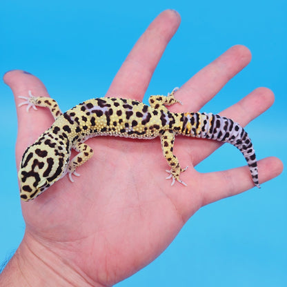 Male Bumblebee Hyper Xanthic Afghanicus Bold Bandit Tri-Color Leopard Gecko (human head stamp)