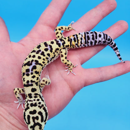 Male Bumblebee Hyper Xanthic Afghanicus Bold Bandit Tri-Color Leopard Gecko (human head stamp)