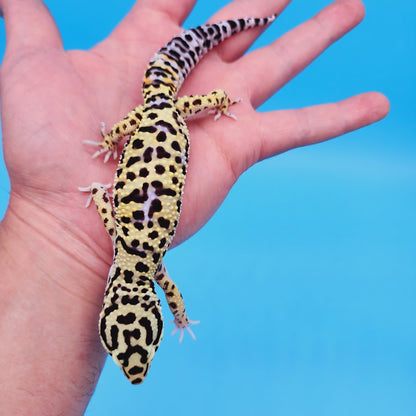 Male Bumblebee Hyper Xanthic Afghanicus Bold Bandit Tri-Color Leopard Gecko (human head stamp)