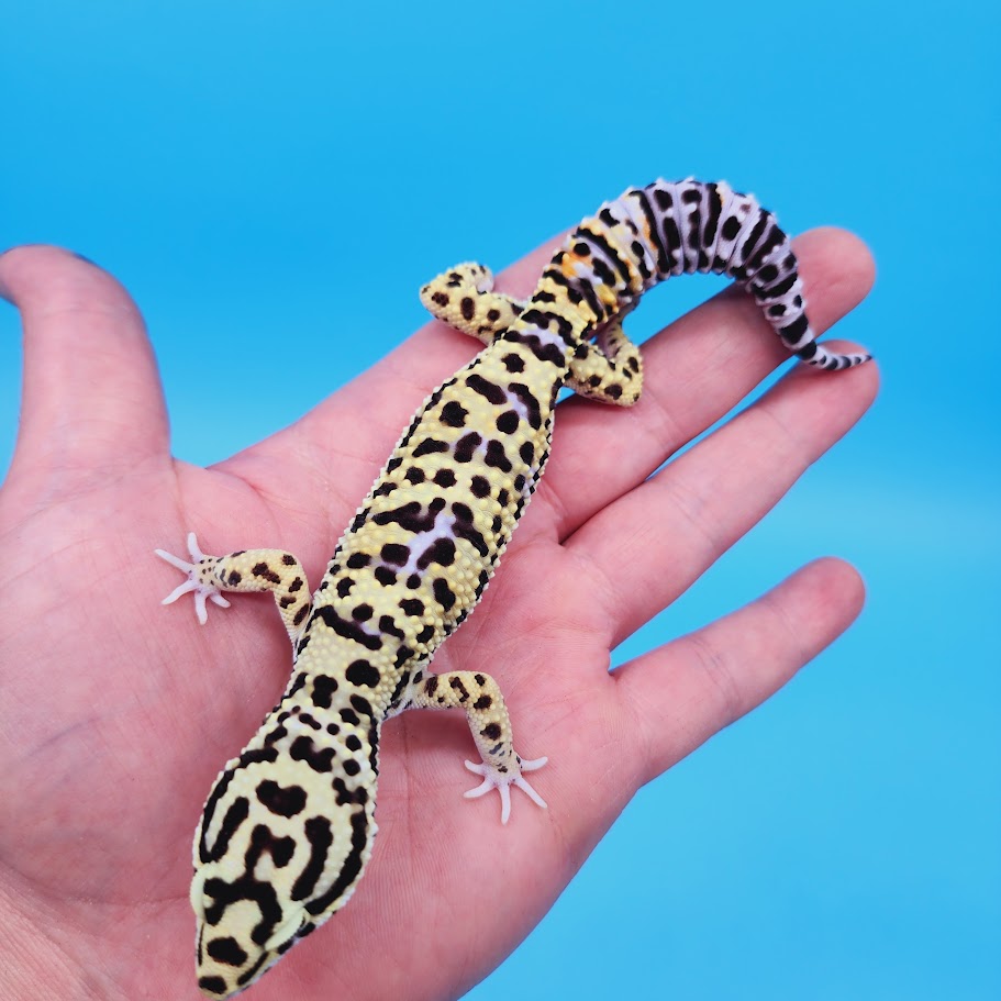 Male Bumblebee Hyper Xanthic Afghanicus Bold Bandit Tri-Color Leopard Gecko (human head stamp)