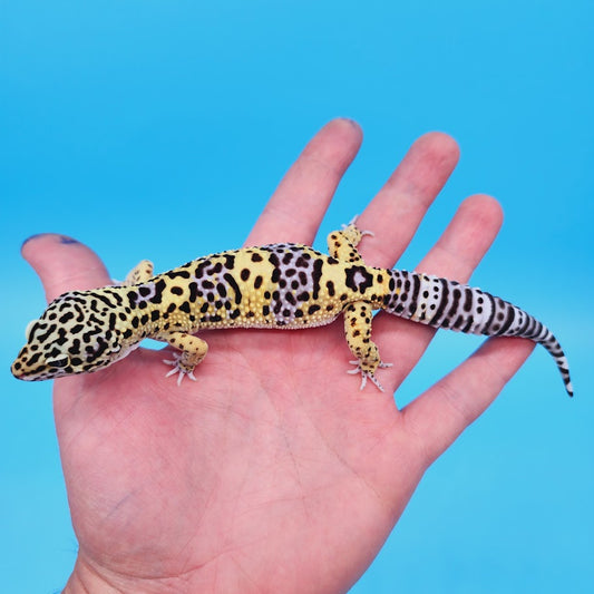 Male Black Night (50%) Clown (50%) Leopard Gecko