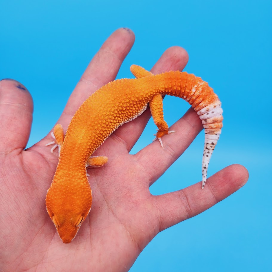 Male Mandarin Inferno Het Tremper High Carrot Tail Leopard Gecko