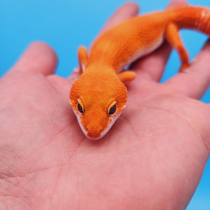 Male Mandarin Inferno Het Tremper High Carrot Tail Leopard Gecko