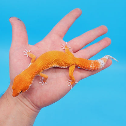 Male Mandarin Inferno Het Tremper High Carrot Tail Leopard Gecko