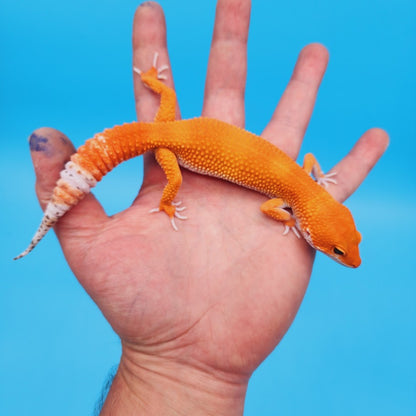 Male Mandarin Inferno Het Tremper High Carrot Tail Leopard Gecko