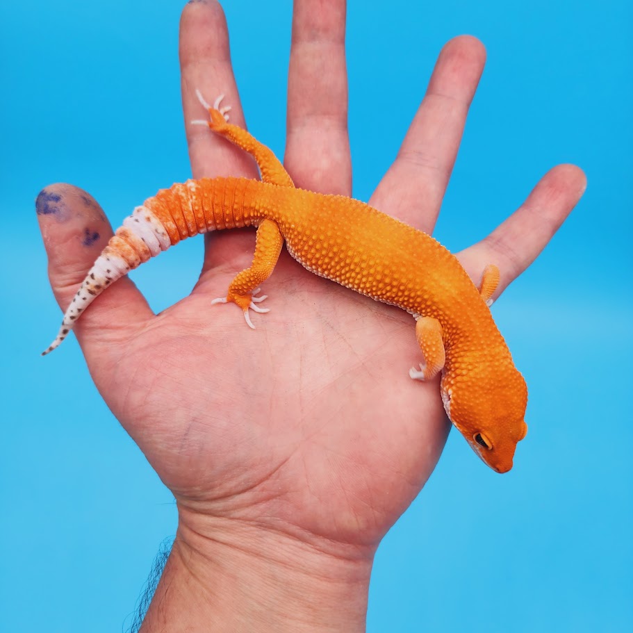 Male Mandarin Inferno Het Tremper High Carrot Tail Leopard Gecko