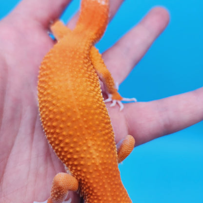 Male Mandarin Inferno Het Tremper High Carrot Tail Leopard Gecko